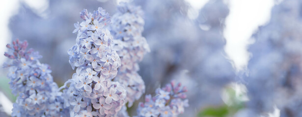 Banner. Delicate purple lilac blooms in the park. Flowers in the sunset. Close-up. Beautiful bokeh in the background.