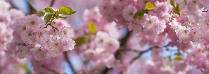 Banner. Cherry blossoms. Spring, nature wallpaper. Sakura in the Japanese garden. Blooming rosebuds on the branches of a tree. Macro photography.