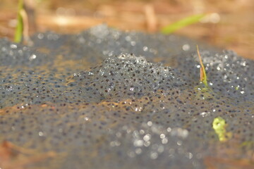 A mass of frog spawn