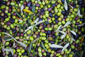 RACCOLTA DELLE OLIVE