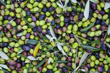 RACCOLTA DELLE OLIVE