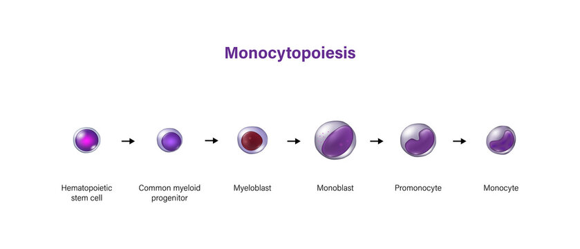 Monocytopoiesis. The development of monocyte.
