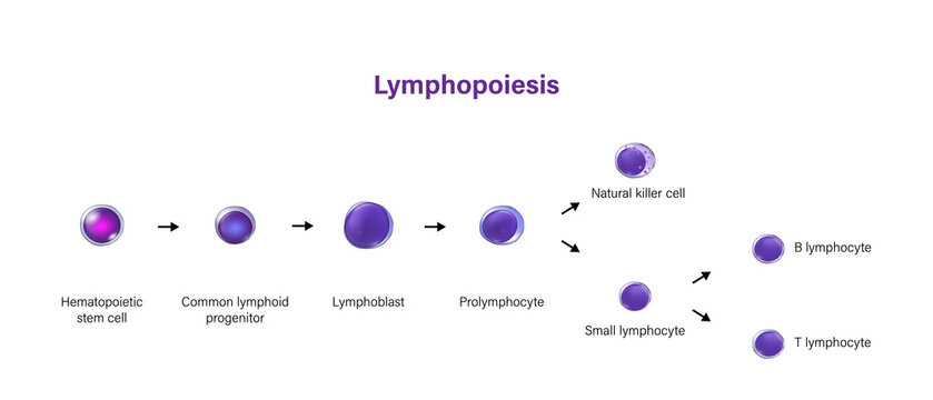 Lymphopoiesis. The development of lymphocyte.