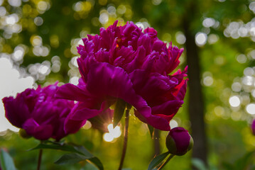 Obraz premium Purple tulips in the garden