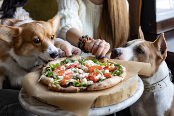 a corgi dog and a Staffordshire terrier look with appetite at a table with delicious pizza