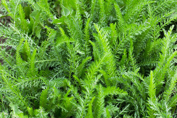 Natural background texture of green grass in Zvečan, Kosovo