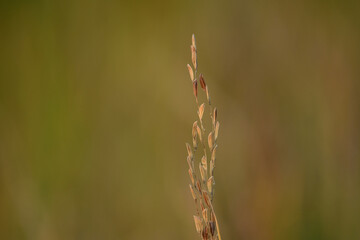 Close Up Rice