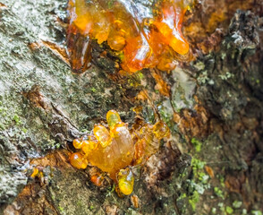 Gorgeous yellow-orange resin on tree