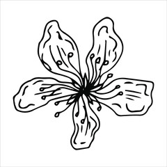 Sakura flowers blossom set, hand drawn line ink style. Cute doodle cherry plant vector illustration, black isolated on white background. Realistic floral bloom for spring japanese or chinese holiday.