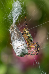 Yellow Garden Spider weaving a bug into its web