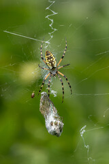 Yellow Garden Spider weaving a bug into its web