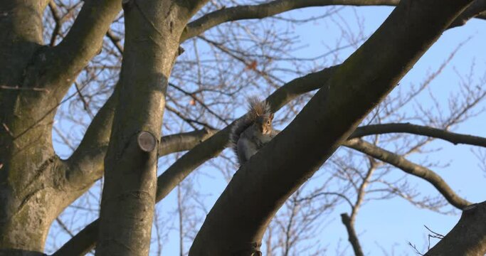 A gray squirrel on a branch in a sunny winter day