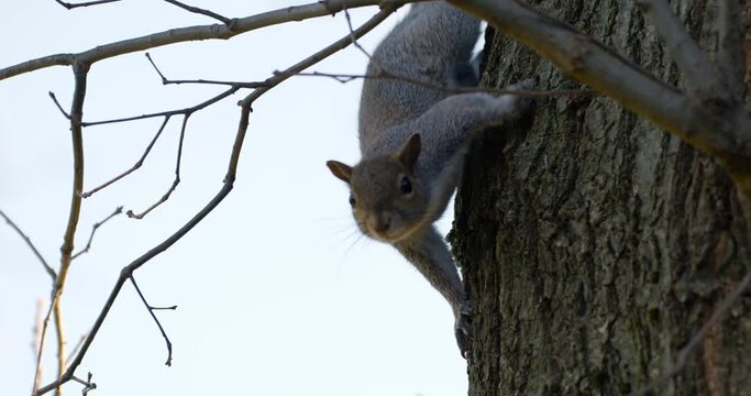 Close-up of a gray squirrel on a tree in a sunny winter day