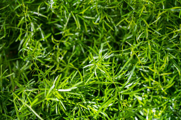 Asparagus Fern - Asparagus Densiflorus