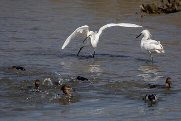 Snowy Egrets at the shoreline