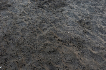 Heron footprints in the sand on the beach