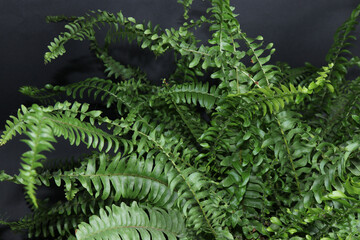 Green fern on a black isolated background, a houseplant in a small pot