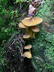Prunes and Custard, wild mushroom from Finland