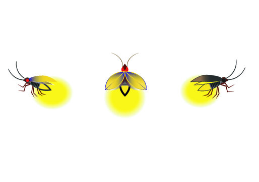 Shining firefly bug glowing on white background.Glowing fireflies on a grass filed at night . Enigmatic and mysterious illustration with beautiful blue lights in the night. firefly spread wings.