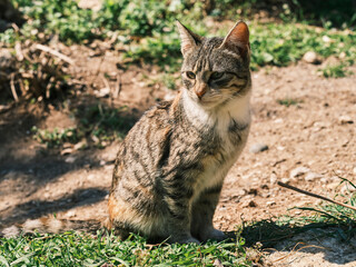 Naklejka premium portrait of a cute cat