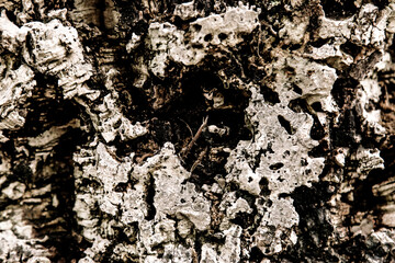 Tree texture black and white