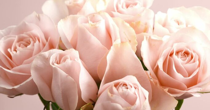 Bunch of pink roses blossom