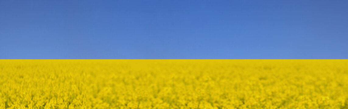 field of yellow colza rapeseed blooming under blue sky  colors of ukrainian flag