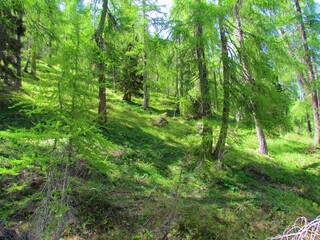 Obraz premium Bright sunlit larch forest in Slovenia