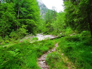 Fototapeta na wymiar Path leading past a dry creek or torrent surrounded by woods in Julian alps and Triglav national park, Slovenia
