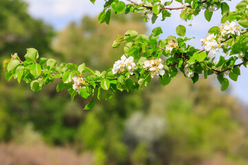 Fototapeta na wymiar White blossom of pear tree at spring