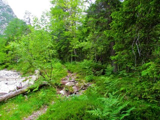 Fototapeta premium Path leading past a dry creek or torrent on one side and a spruce and beech forest on the other in Triglav national park and Julian alps, Slovenia