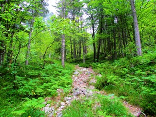 Obraz premium Path leading through a forest clearing covered in ferns into a spruce and beech forest towards Pod Špik in Triglav national park, Slovenia