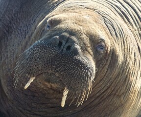 Walrus