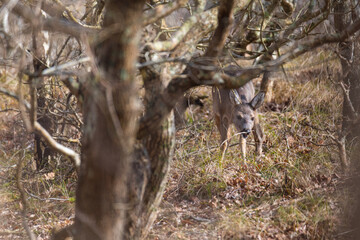 Deer looking for food in the undergrowth  on the island of Juist