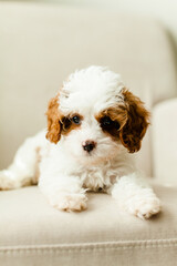 Puppy Cavapoo dog