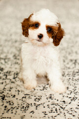 Puppy Cavapoo dog