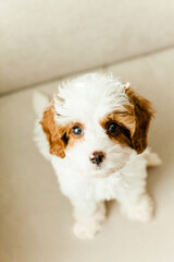 Puppy Cavapoo dog
