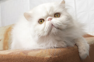 Cute Persian white cat with yellow eyes lies on the bed