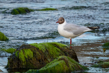Black-Headed Gull in the Water, Bray Harbour