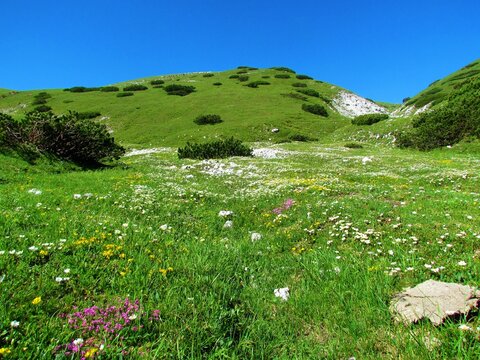 Scenic view of a mountain medow under Rodica, Slovenia and field of wildflowers incl. white blooming mountain avens (Dryas octopetala), yellow kidney vetch (Anthyllis vulneraria) and Silene acaulis
