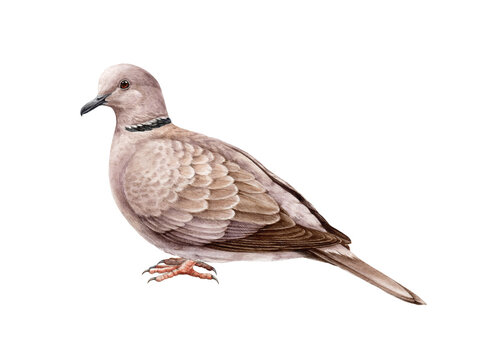 Dove watercolor illustration. Streptopelia decaocto bird image. Hand drawn realistic pigeon. Collared pigeon eurasian common song bird. White background