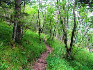 Forest with ash and pine trees and grass covering the floorin Karavanke mountains in Slovenia