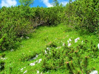 Bright sun lit alpine meadow surrounded by creeping pine (Pinus mugo) in Triglav national park and Julian alps in Slovenia