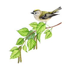 Small forest bird on a birch tree branch. Watercolor illustration. Golden-crowned kinglet bird perched on a spring lush tree branch with green leaves and catkins. Beautiful nature illustration