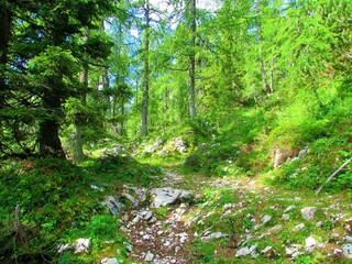 Trail leading through a bright sun lit larch (Larix decidua) forest above Pokljuka in Triglav national park and in Slovenia with lush undergrowth and rocks covering the forest floor