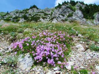Patch of pink flowering Dianthus sternbergii flowers growing on a rocky alpine slope with step slopes in the back in the Karavanke mountain range in Gorenjska region of Slovenia