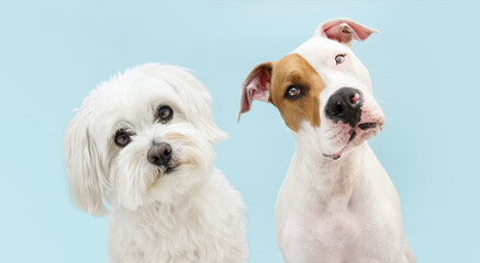 Banner pets. Two dogs maltese and american stafforshire dogs tilting head side. Isolated on blue...