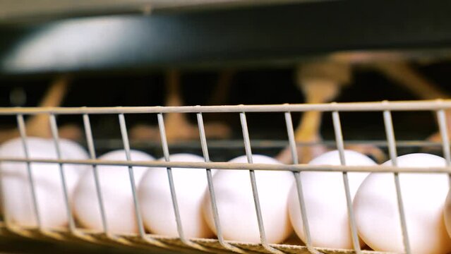 Laying hens in poultry farm cages lay large white eggs.