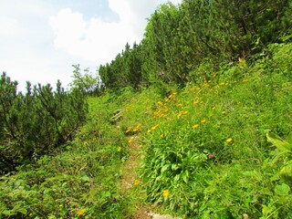 Trail surrounded by a grass covered meadow full of yellow flowering hawkbit (Leontodon pyrenaicus) flowers and a meadow surrounded by creeping pine (Pinus mugo) in Slovenia