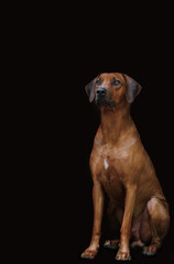 Fototapeta na wymiar dog breed Rhodesian Ridgeback color portrait on a dark background sits and carefully looks